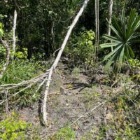 Block 4, Parcels 514/515/516, Orange Walk District - Image 2