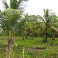 Parcel No. 370/1, Block No. 4, Miller’s Bight situated in the Honey Camp Lagoon Area, Orange Walk District – LICU - Image 3