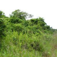 Parcel No. 824, Block No. 4, Miller’s Bight, Orange Walk District – LICU - Image 3