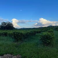 FOR SALE PROPERTY REGISTRATION SECTION SOCIETY HALL, PARCEL: 3449, BLOCK: 24, CAYO DISTRICT - Image 3