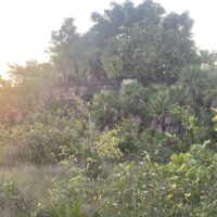 Parcel No. 1618, Block 11, Situated in Sandhill Area, Belize District – LICU - Image 4