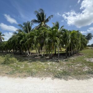 Parcel No. 235, Block 1, Situated in San Narciso, Corozal District - LICU