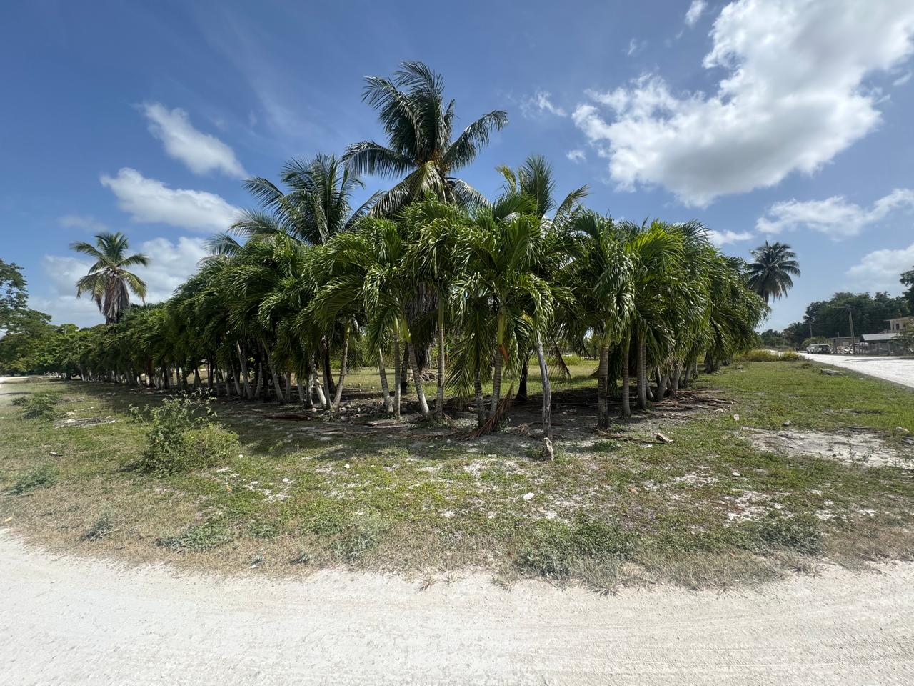 Parcel No. 235, Block 1, Situated in San Narciso, Corozal District – LICU