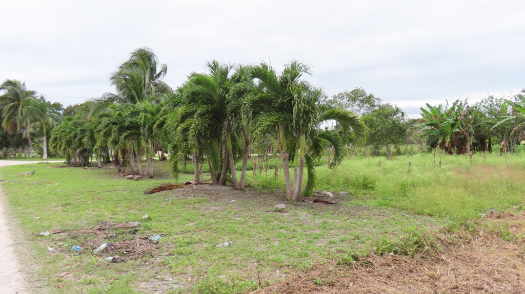 Parcel No. 235, Block 1, Situated in San Narciso, Corozal District – LICU - Image 4
