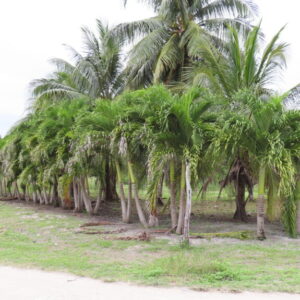 Parcel No. 235, Block 1, Situated in San Narciso, Corozal District - LICU