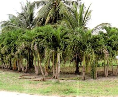 Parcel No. 235, Block 1, Situated in San Narciso, Corozal District – LICU