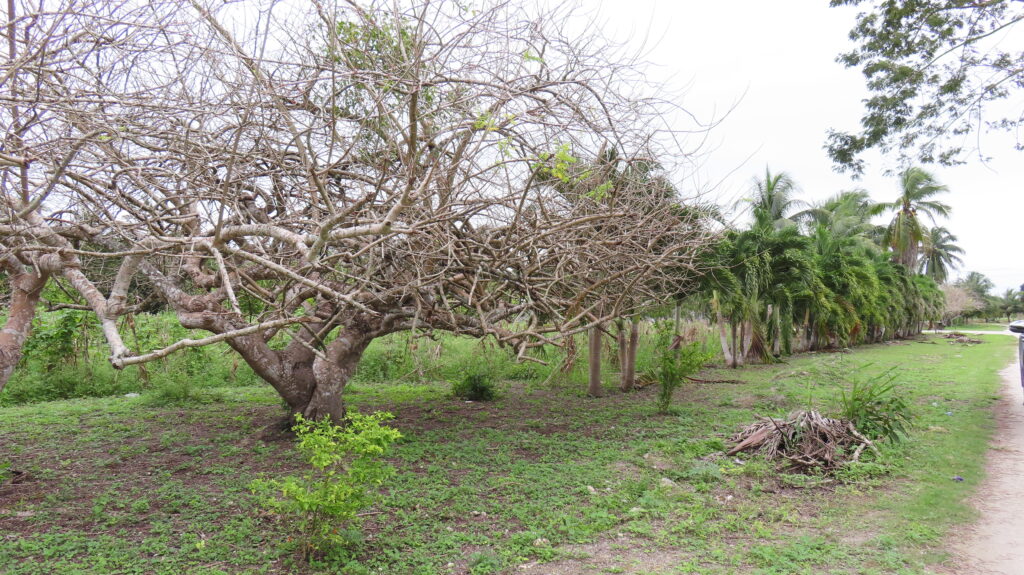 Parcel No. 235, Block 1, Situated in San Narciso, Corozal District – LICU - Image 5