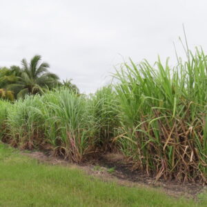 Parcel No. 229, Block 1, Situated in Ramonal Zapote, Corozal District - LICU