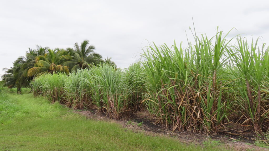 Parcel No. 229, Block 1, Situated in Ramonal Zapote, Corozal District – LICU